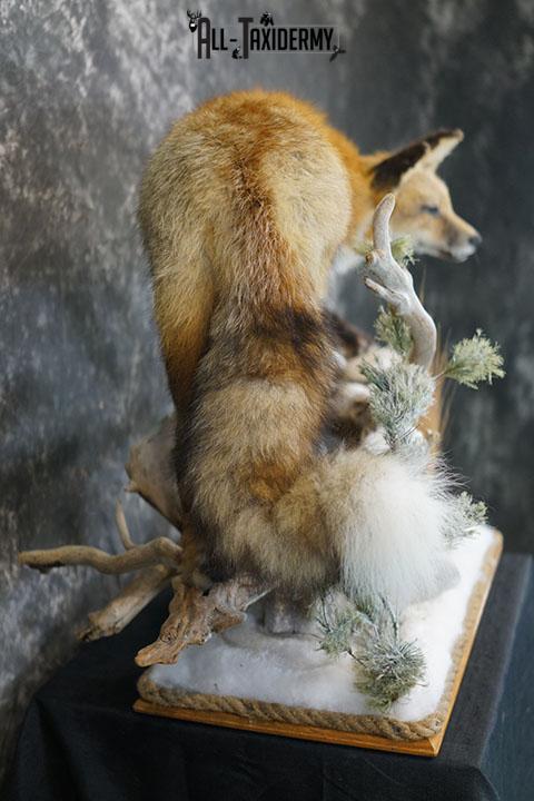 Red Fox hunting chipmunk taxidermy mount SKU 2287 - Image 7