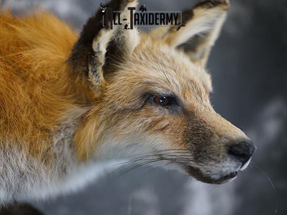 Red Fox hunting chipmunk taxidermy mount SKU 2287 - Image 6