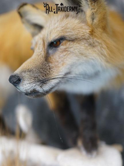 Red Fox hunting chipmunk taxidermy mount SKU 2287 - Image 5
