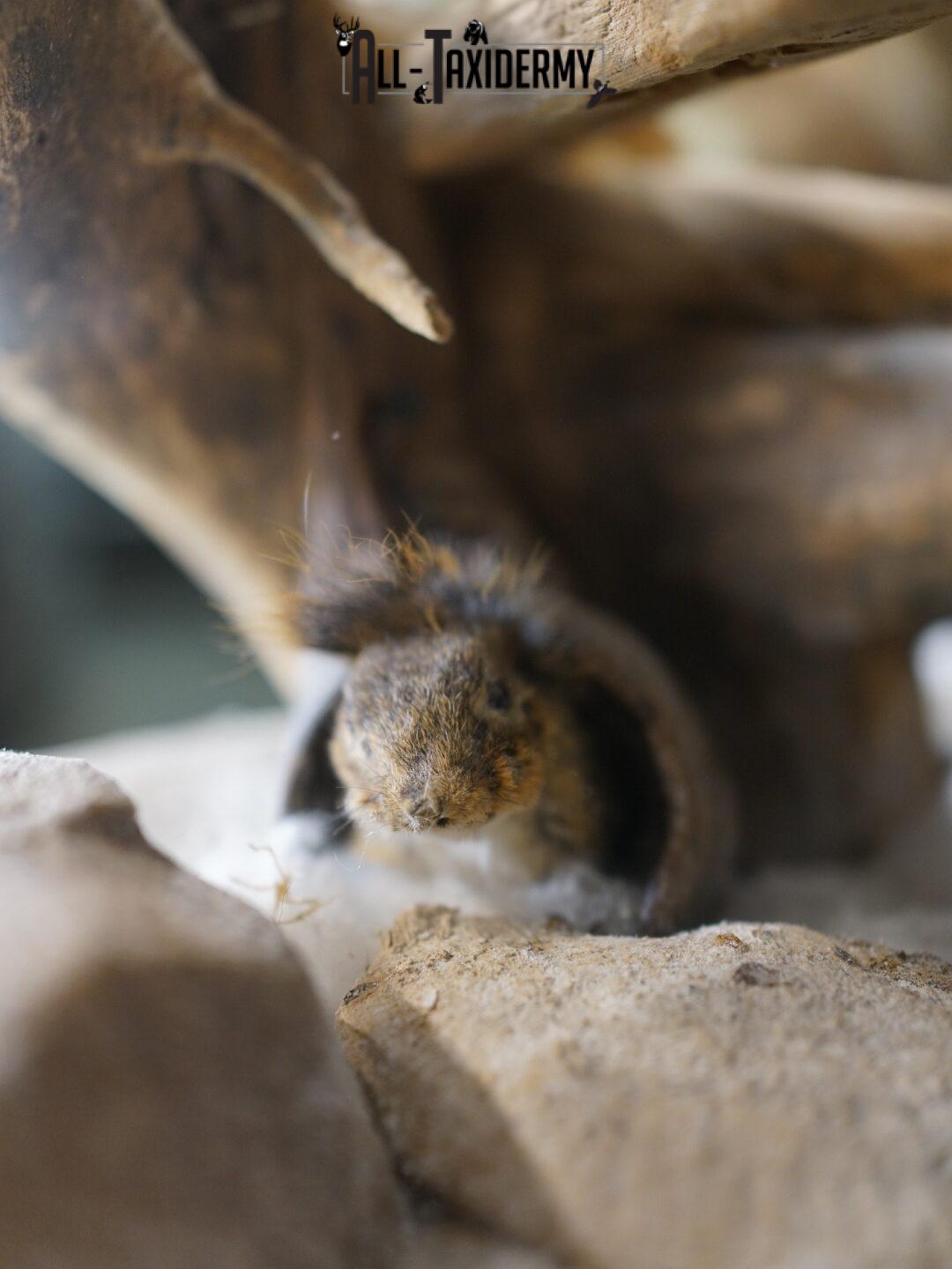 Red Fox hunting chipmunk taxidermy mount SKU 2287 - Image 4