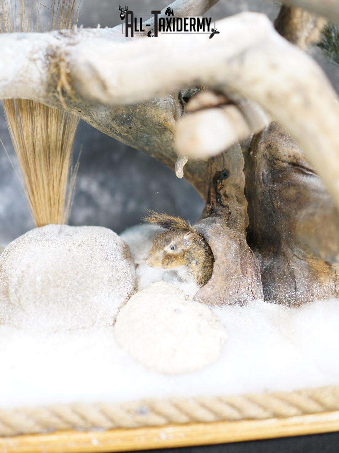 Red Fox hunting chipmunk taxidermy mount SKU 2287 - Image 3