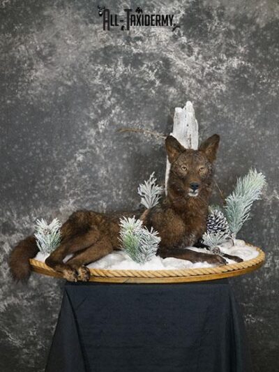 Full body Black Coyote taxidermy mount SKU 2286
