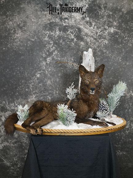 Full body Black Coyote taxidermy mount SKU 2286
