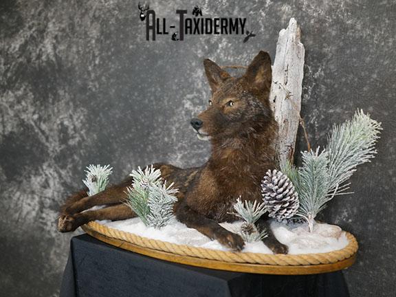 Full body Black Coyote taxidermy mount SKU 2286 - Image 2