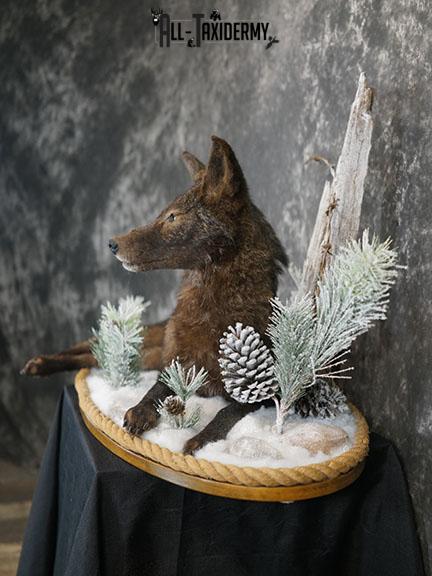 Full body Black Coyote taxidermy mount SKU 2286 - Image 7