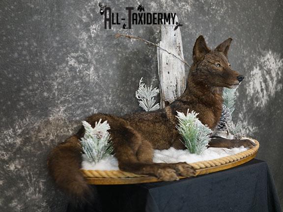 Full body Black Coyote taxidermy mount SKU 2286 - Image 6