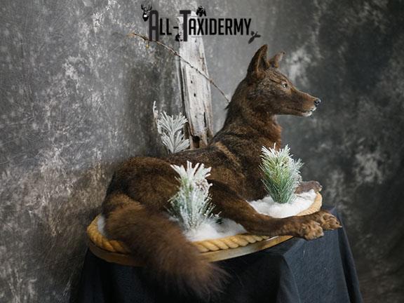 Full body Black Coyote taxidermy mount SKU 2286 - Image 5
