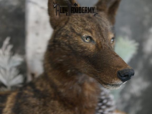 Full body Black Coyote taxidermy mount SKU 2286 - Image 4