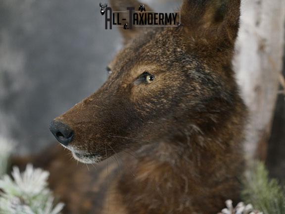 Full body Black Coyote taxidermy mount SKU 2286 - Image 3