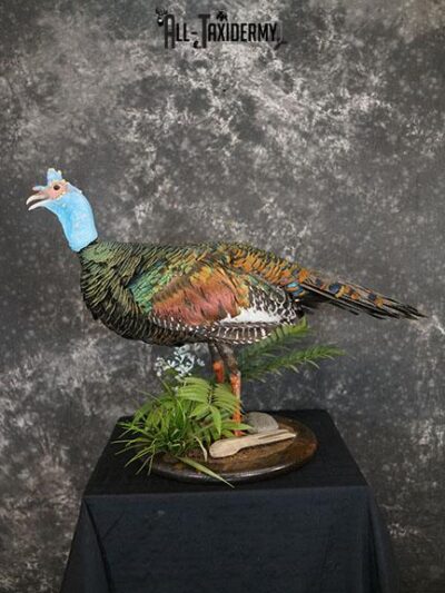 Ocellated Turkey taxidermy mount SKU 2284