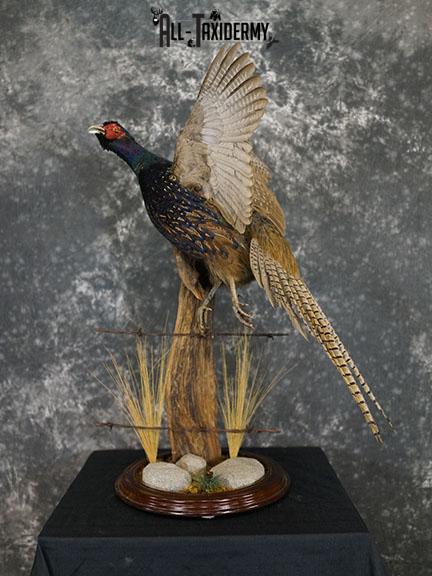 Black ringneck pheasant taxidermy mount SKU 2283