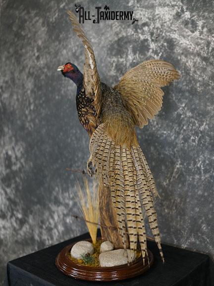 Black ringneck pheasant taxidermy mount SKU 2283 - Image 2