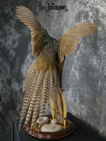 Black ringneck pheasant taxidermy mount SKU 2283 - Image 8