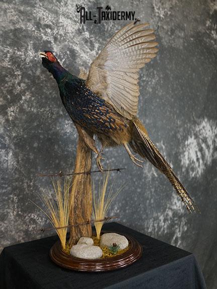 Black ringneck pheasant taxidermy mount SKU 2283 - Image 7