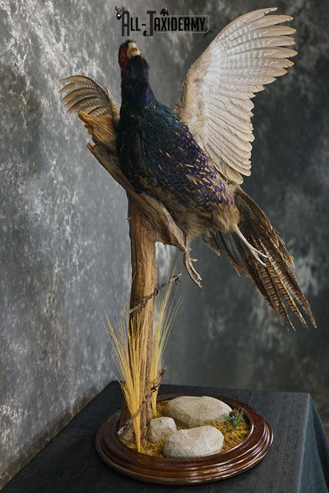 Black ringneck pheasant taxidermy mount SKU 2283 - Image 6