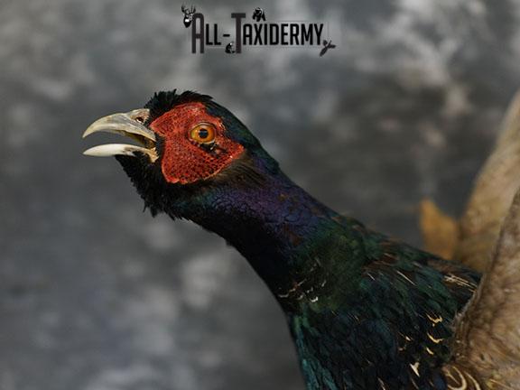 Black ringneck pheasant taxidermy mount SKU 2283 - Image 5