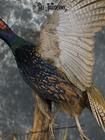 Black ringneck pheasant taxidermy mount SKU 2283 - Image 4