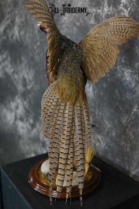 Black ringneck pheasant taxidermy mount SKU 2283 - Image 3