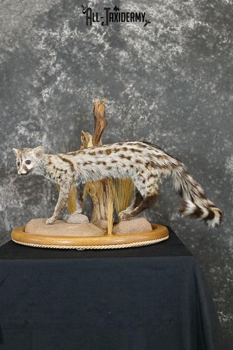 African Genet Cat taxidermy mount SKU 2282
