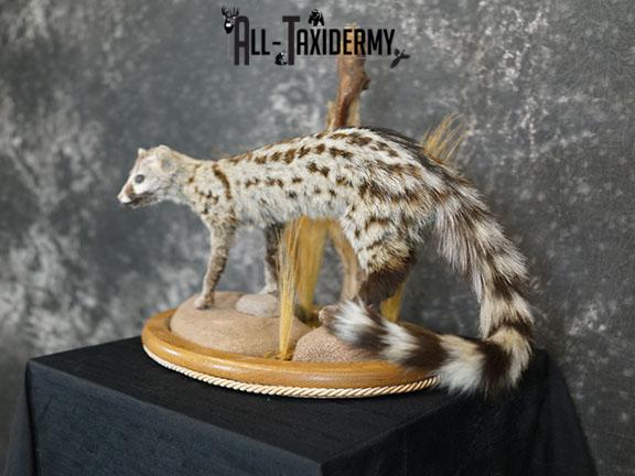 African Genet Cat taxidermy mount SKU 2282 - Image 2
