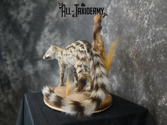 African Genet Cat taxidermy mount SKU 2282 - Image 6