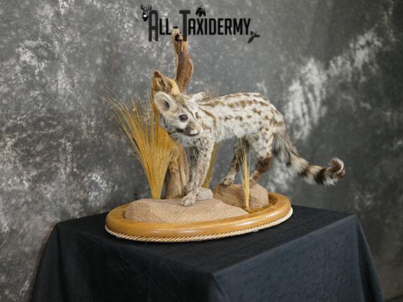 African Genet Cat taxidermy mount SKU 2282 - Image 5