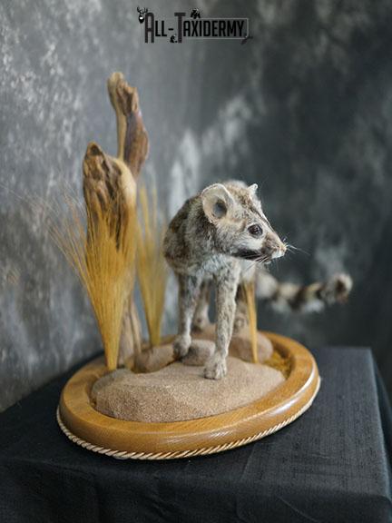 African Genet Cat taxidermy mount SKU 2282 - Image 4