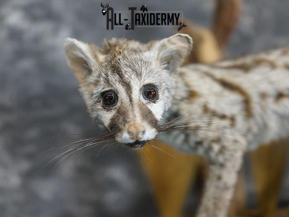 African Genet Cat taxidermy mount SKU 2282 - Image 3