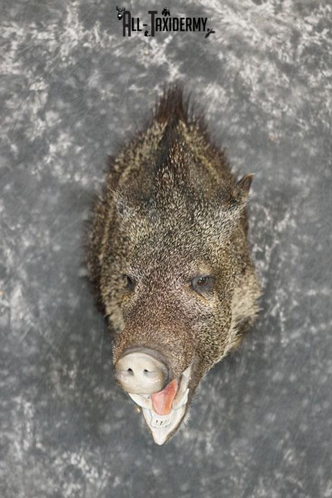 Javelina taxidermy shoulder mount SKU 2304 - Image 2
