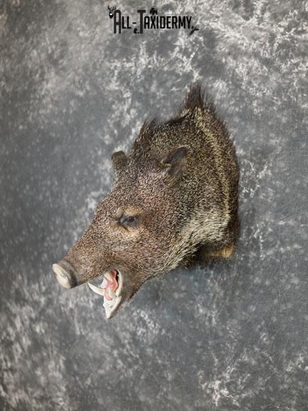 Javelina taxidermy shoulder mount SKU 2304 - Image 8
