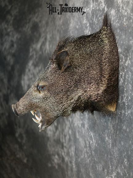 Javelina taxidermy shoulder mount SKU 2304 - Image 7