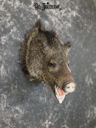 Javelina taxidermy shoulder mount SKU 2304