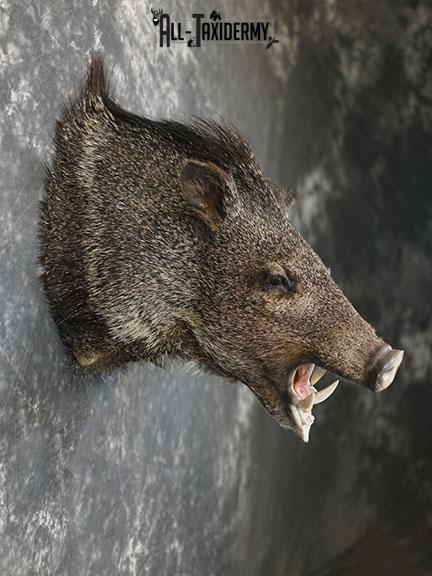 Javelina taxidermy shoulder mount SKU 2304 - Image 5