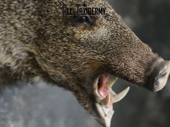 Javelina taxidermy shoulder mount SKU 2304 - Image 4