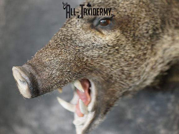 Javelina taxidermy shoulder mount SKU 2304 - Image 3