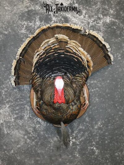 Merriam 1/2 Turkey breast taxidermy mount with tail feathers SKU 2294
