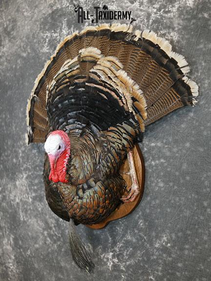 Merriam 1/2 Turkey breast taxidermy mount with tail feathers SKU 2294 - Image 2