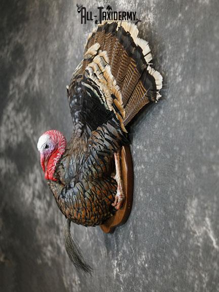Merriam 1/2 Turkey breast taxidermy mount with tail feathers SKU 2294 - Image 8