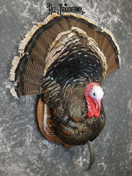 Merriam 1/2 Turkey breast taxidermy mount with tail feathers SKU 2294 - Image 7