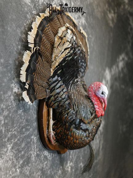 Merriam 1/2 Turkey breast taxidermy mount with tail feathers SKU 2294 - Image 6