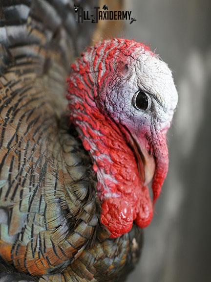 Merriam 1/2 Turkey breast taxidermy mount with tail feathers SKU 2294 - Image 5