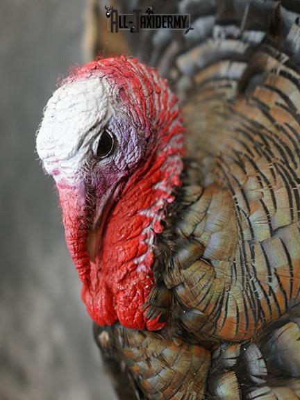 Merriam 1/2 Turkey breast taxidermy mount with tail feathers SKU 2294 - Image 4