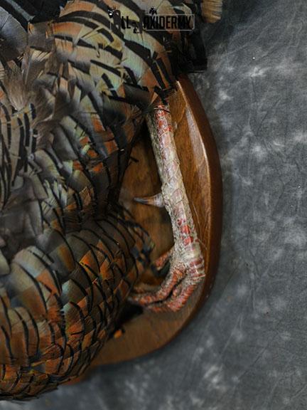Merriam 1/2 Turkey breast taxidermy mount with tail feathers SKU 2294 - Image 3