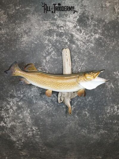 Northern Pike taxidermy mount SKU 2293
