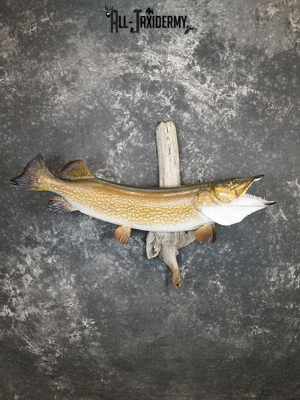Northern Pike taxidermy mount SKU 2293