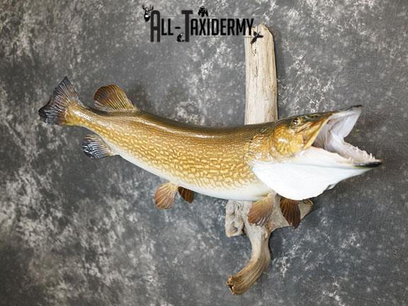 Northern Pike taxidermy mount SKU 2293 - Image 2