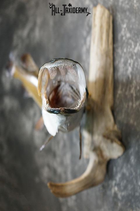 Northern Pike taxidermy mount SKU 2293 - Image 6