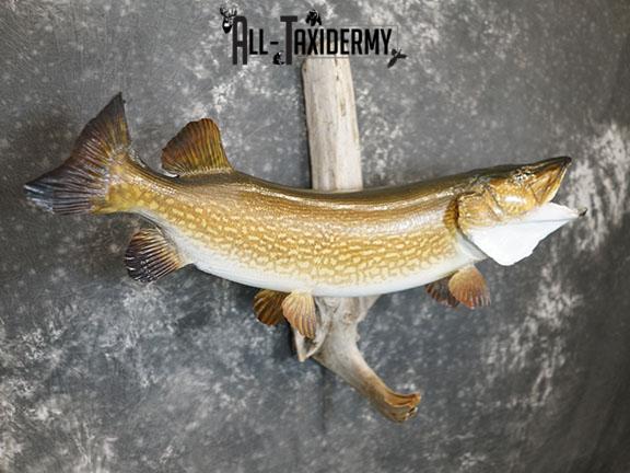 Northern Pike taxidermy mount SKU 2293 - Image 5