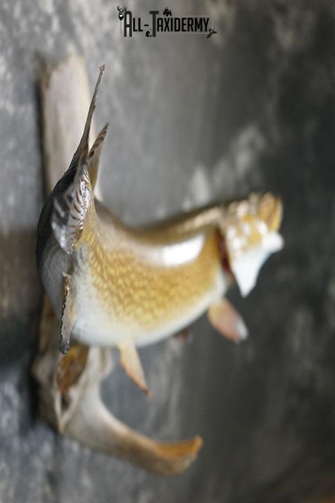 Northern Pike taxidermy mount SKU 2293 - Image 4