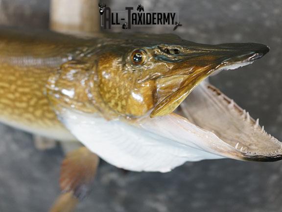 Northern Pike taxidermy mount SKU 2293 - Image 3